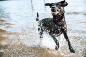 Hamburg-Hund-Hundesitter-Bergedorf-08