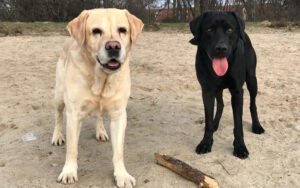 Hamburg-Hund-Hundesitter-Bergedorf-12s