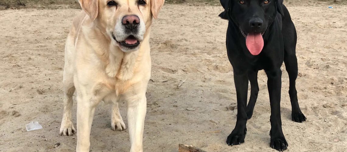 Hamburg-Hund-Hundesitter-Bergedorf-12s